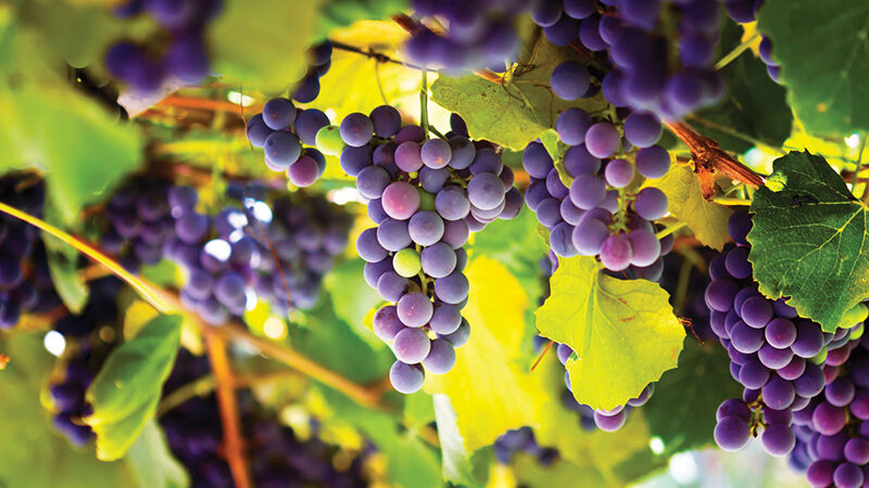 Cold-Jet-Winemaking-Applications-4